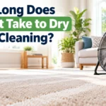 How Often Should You Deep Clean Your Carpet?